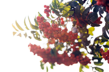 ripe mountain ash at sunset - wallpapers