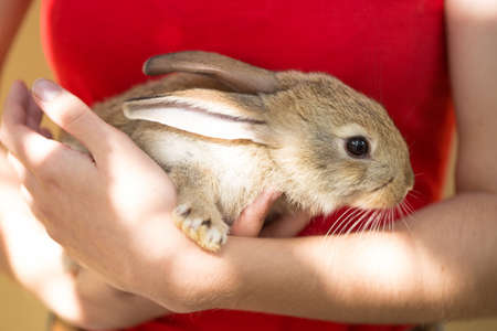 girl holding in hands Gray rabbitの写真素材