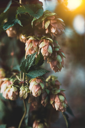 background of blooming hops. wallpaper for phone
