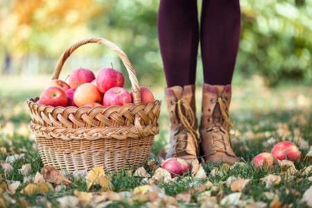 the girl and basket  with juicy apples in a in the garden
の写真素材