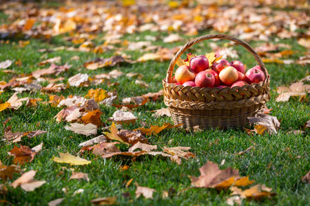 juicy apples in a basket in the garden
