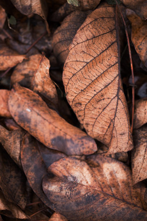 plant photo wallpaper. old autumn leaves