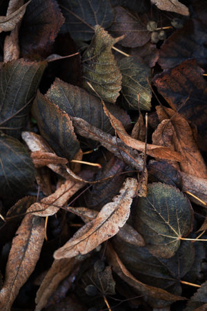 plant photo wallpaper. old autumn leaves