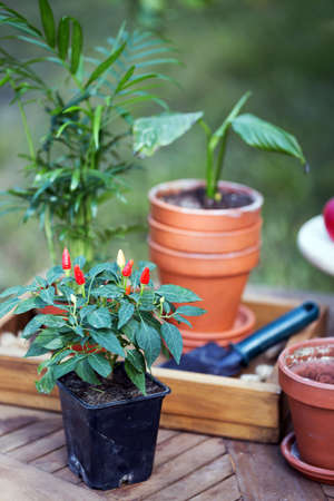 girl planting flowers  in the garden. flower pots and plants for transplanting
の写真素材