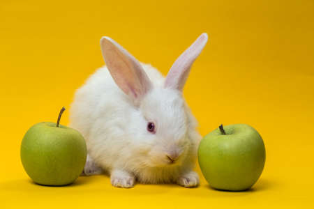 little white rabbit with the apple on a yellow backgroundの写真素材
