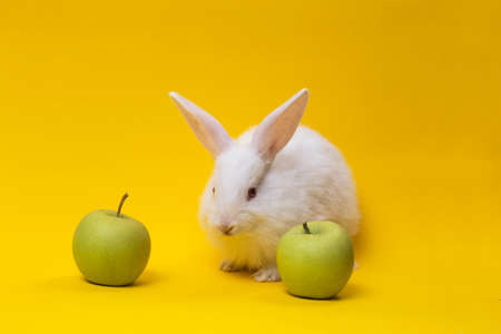 little white rabbit with the apple on a yellow background
の写真素材