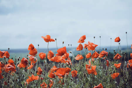 background of beautiful red poppy field. Provence, France. a posterの写真素材