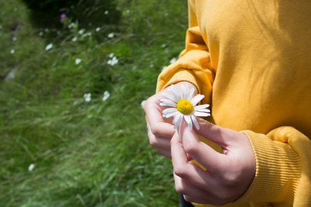 girl holds a camomile in hands in the meadow at the mountains white daisies