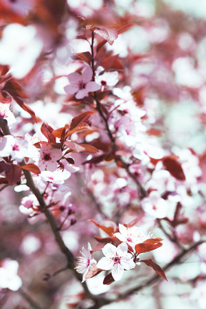 tree branch with buds and flowers, spring. floral background