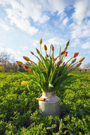 huge bouquet of multicolored tulips in an old can in the garden at sunset. spring and gardeningの写真素材