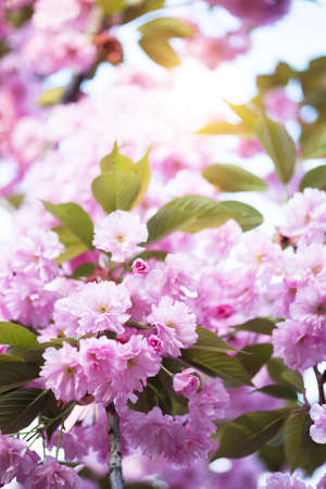 Cherry blossom beautiful, sakura. Japan.  floral backgroundの写真素材