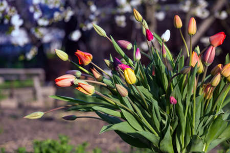 huge bouquet of multicolored tulips in an old can in the garden at sunset. spring and gardeningの写真素材