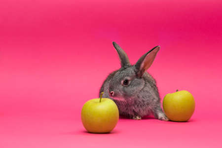 little Gray rabbit with the apple on a pink backgroundの写真素材