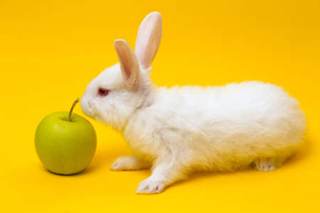 little white rabbit with the apple on a yellow backgroundの写真素材