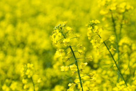 bright yellow blooming rapeseed field. Ukrainian flagの写真素材