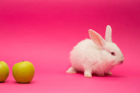 little white rabbit with the apple on a pink backgroundの写真素材