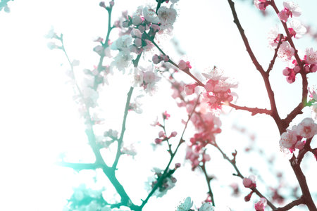 apricot tree with buds and flowers, spring. floral background