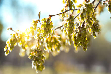 tree branch with buds background, spring. floral backgroundの写真素材