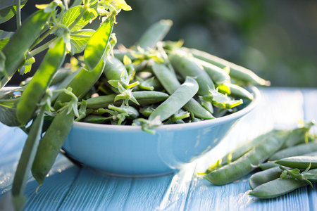 Green peas in pods on a wooden table  in the garden at sunset light