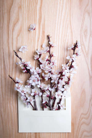 sprigs of blossoming apricot in an envelope on a wooden background. floral background. spring and easterの写真素材