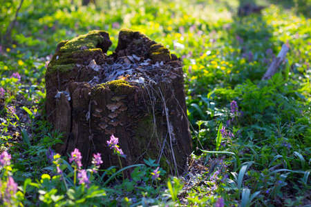 old stump in the spring forestの写真素材