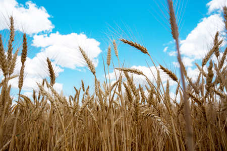 view at the wheat field against the blue skyの写真素材