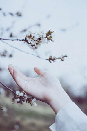 beautiful background. flowering tree and female handの写真素材