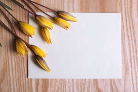 still life - beautiful wild yellow tulips on a wooden backgroundの写真素材