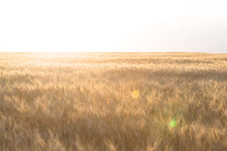view at the wheat field On the Sunsetの写真素材