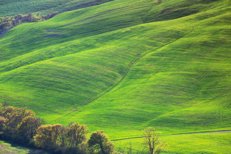 green waves. typical Tuscan landscape - a view of a hill and green fields at sunny day. province of Siena. Tuscany, Italyの写真素材