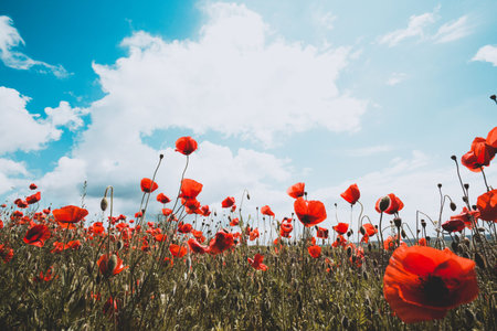 background of beautiful red poppy field against a bright blue sky. Provence, France. a poster