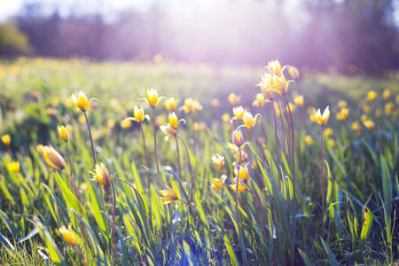 beautiful wild yellow tulips on the meadow On the Sunset. Tulipa quercetorumの写真素材
