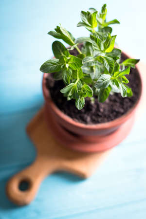 still life - beautiful mint in a flower pot on a blue backgroundの写真素材