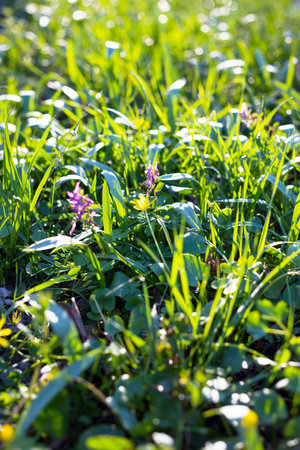 natural background. fresh green grass and spring forest flowers in the meadow