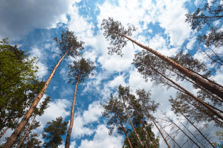 beautiful landscape and nature walks. beautiful  pine forest against the background of the blue skyの写真素材