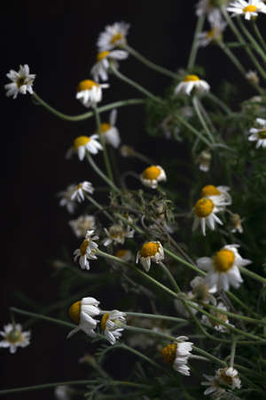 abstract dark beautiful floral background of blooming withering daisiesの写真素材