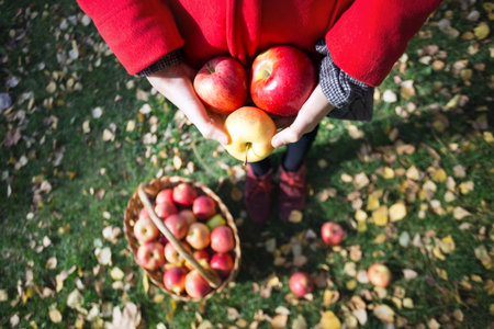 the girl holds   juicy apples near basket  with  apples in a in the garden