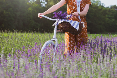 Provence - girl with a retro bicycle and a basket of lavender in a lavender field. Franceの写真素材