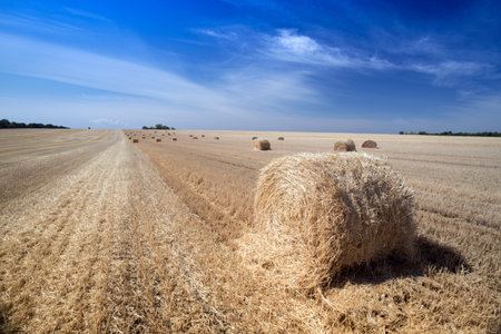beautiful landscape - round bales  in the field against a bright blue sky