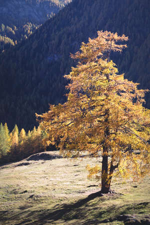 beautiful mountain landscape in the autumn alps. yellow larches on the slopes and sunsetの写真素材