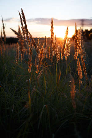 background - abstract evening shot with the grass at the field on the Sunsetの写真素材