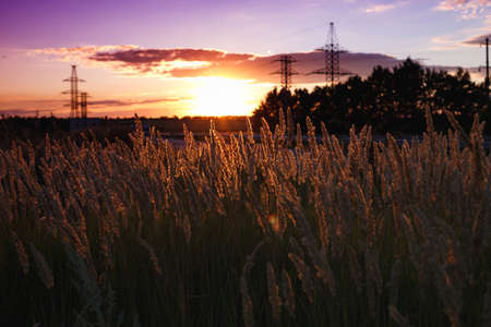 background - abstract evening shot with the grass at the field on the Sunsetの写真素材