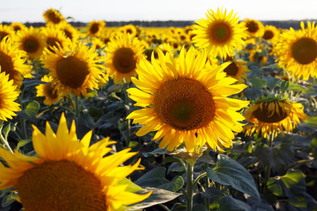 close up view of sunflower flowers at the evening field