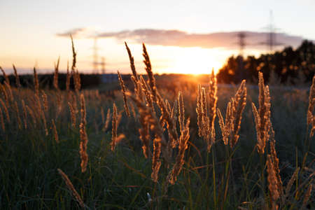 background - abstract evening shot with the grass at the field on the Sunsetの写真素材