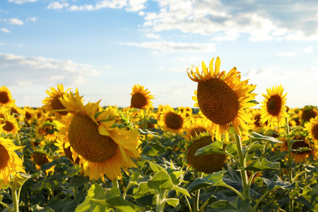 close up view of sunflower flowers at the evening fieldの写真素材