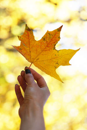 autumn - girl holds a maple yellow leafの写真素材