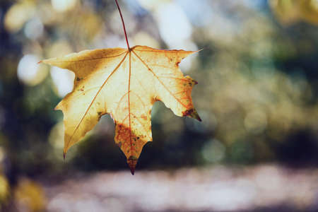autumn - girl holds a maple yellow leafの写真素材