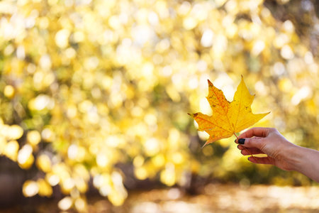 autumn - girl holds a maple yellow leaf