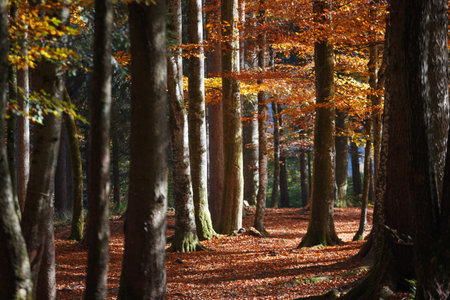 beautiful autumn forest. sunlight through pines and maples