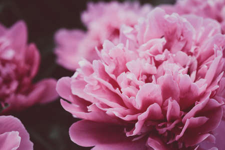 beautiful pink peonies close up. abstract natural backgroundの写真素材